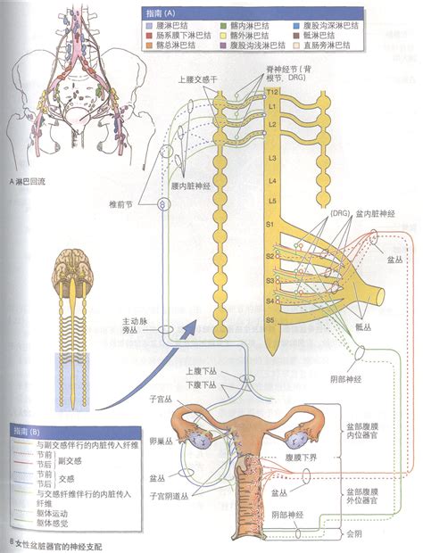 女性人體|女性生殖结构：